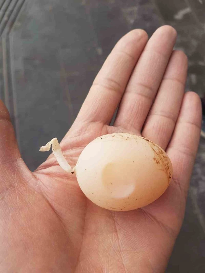 Diyarbakır’da kuyruklu yumurta görenleri şaşırttı
