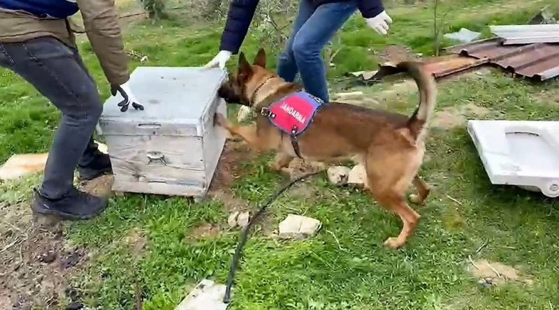 Jandarmanın bağ evine düzenlediği operasyonda 11 kilo esrar ele geçirildi
