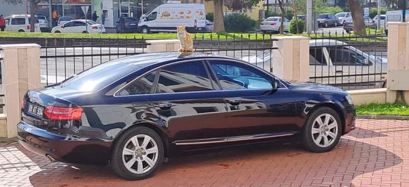 Depremin akıllı kedisi nereye sığınacağını bildi
