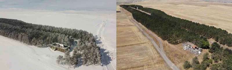 Kars’ta 20 bin çam ağacı görenleri büyülüyor
