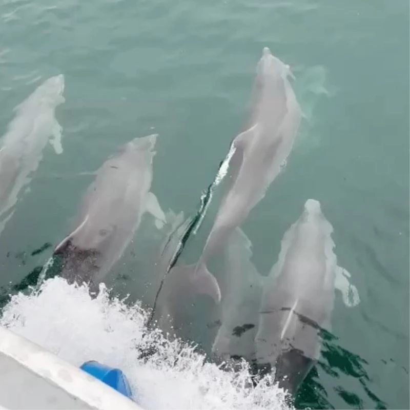 Sinop’ta yunus balıkları kayıkla yarıştı

