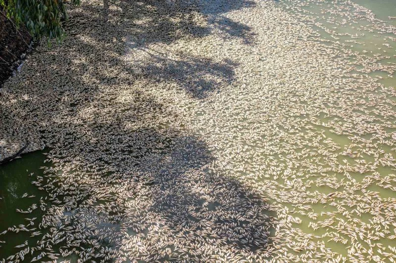 Avustralya’daki nehirde bulunan yüz binlerce ölü balık temizleniyor
