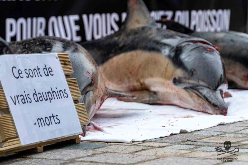 Fransa’da mahkemeden yunusları korumak için avlanma yasağı kararı
