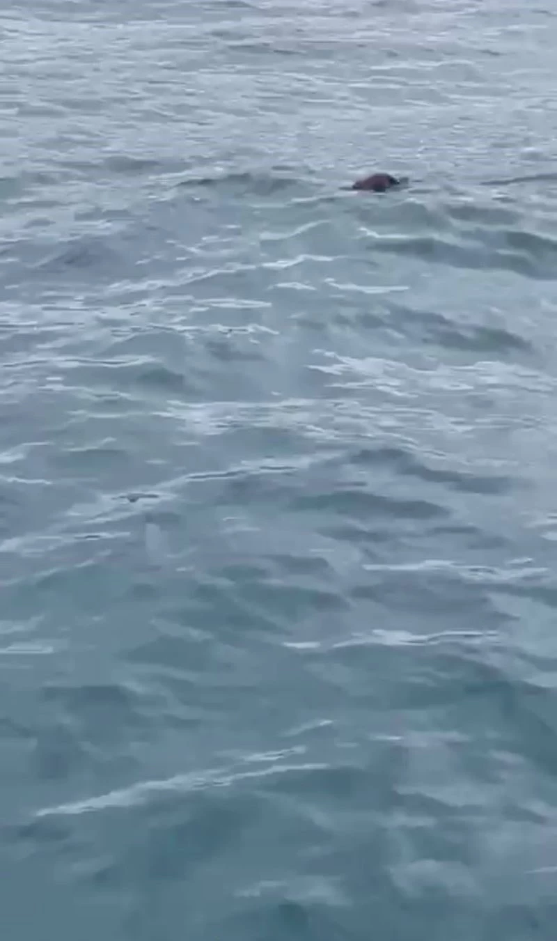 İstanbul Boğazı’nda ortaya çıkan su samuru şaşırttı: 