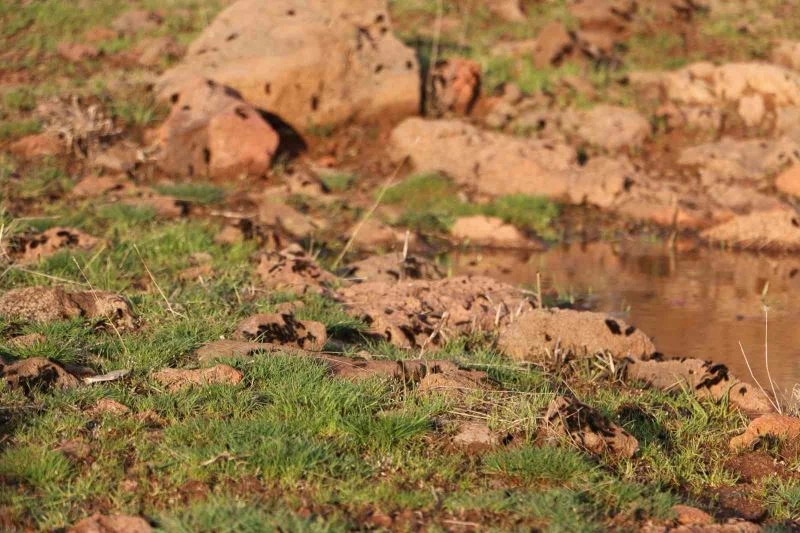 Diyarbakır’ın bir mahallesinde tırtıl yoğunluğu: Vatandaş tedirgin
