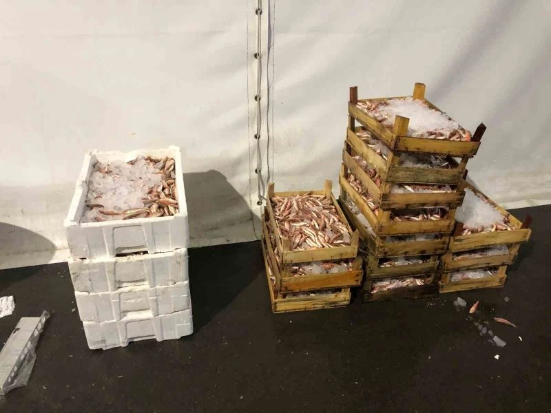 İstanbul’da su ürünleri denetiminde köpek balığı ele geçirildi
