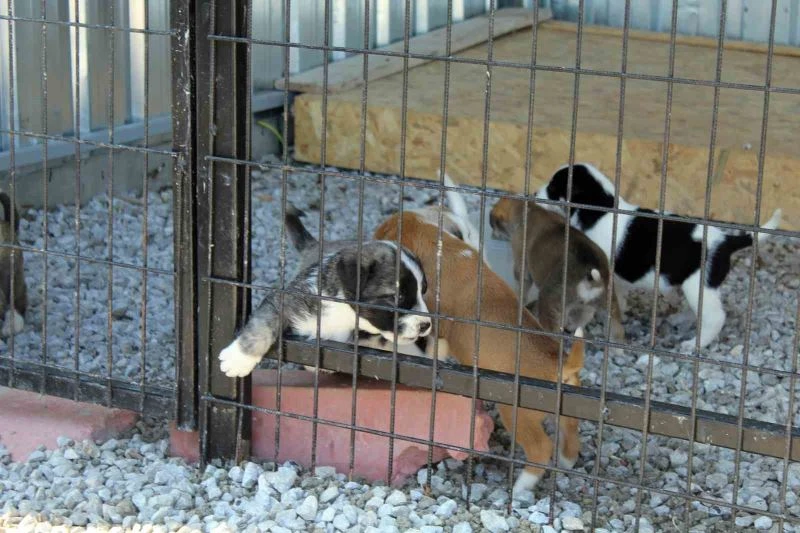 Sokak canlılarının bakımı ’Scak Yuvam’da karşılanacak
