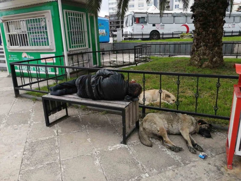 Bankta uyuyan ’Red Kit’i yanına yatan sokak köpekleri korudu
