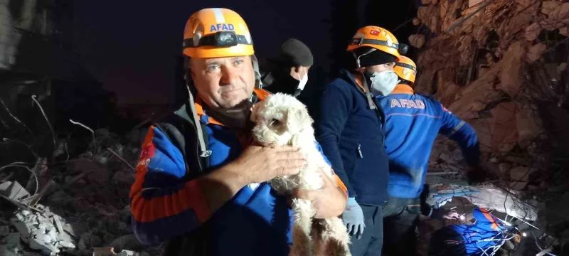 Hatay’da 25 gün sonra bir köpek enkaz altından sağ kurtarıldı
