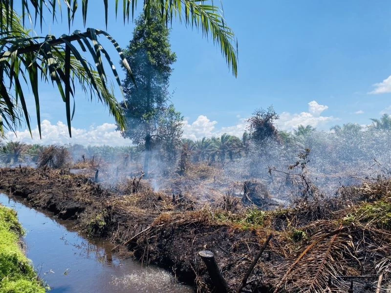 Tayland’daki orman yangını devam ediyor
