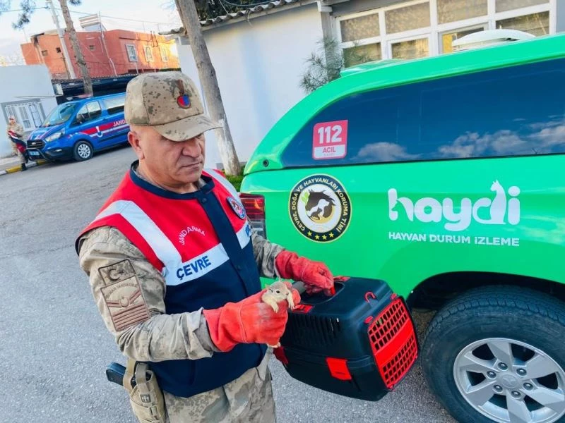 Yolcu otobüsünde 15 sincap yavrusu ele geçirildi
