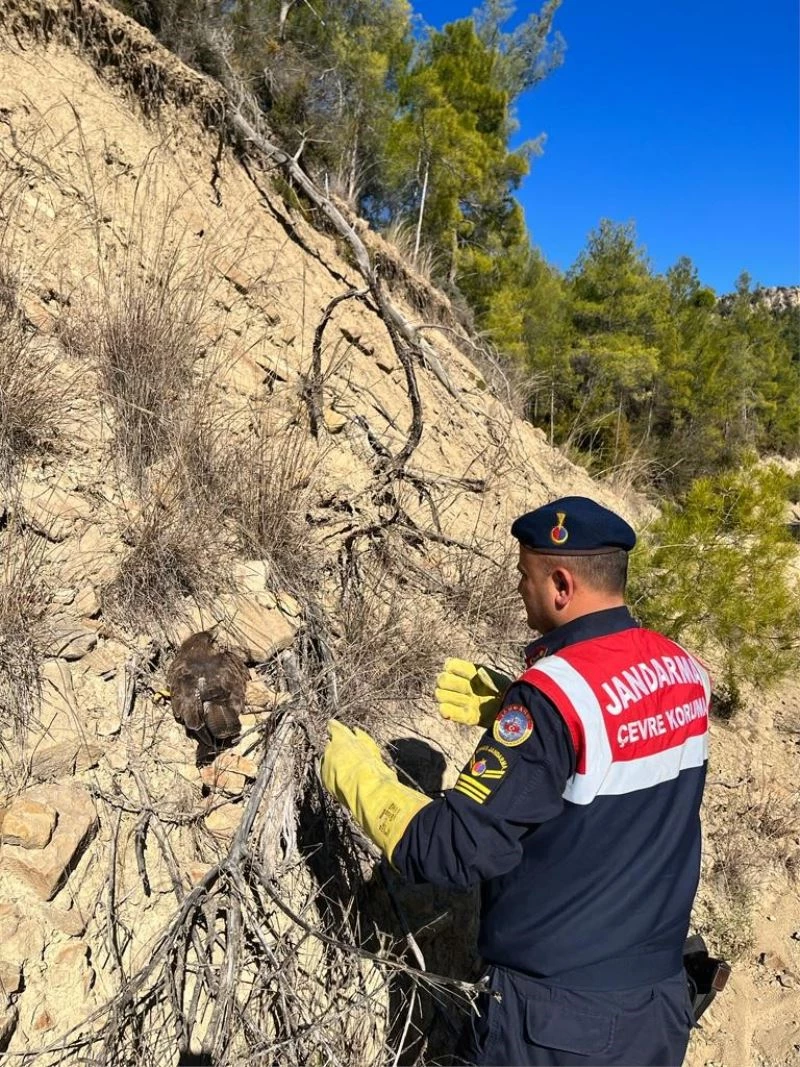 Ormanda yaralı bulunan kartal koruma altına alındı
