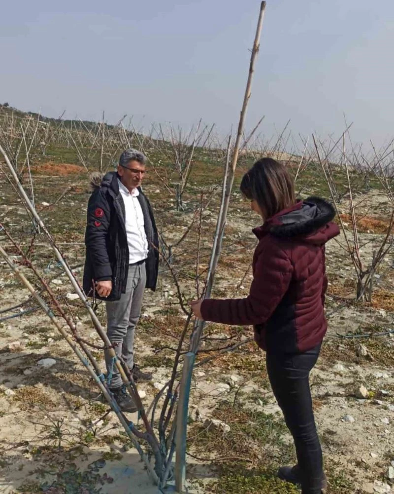 Erkenci kayısılar için zararlı ve hastalık kontrolleri yapıldı

