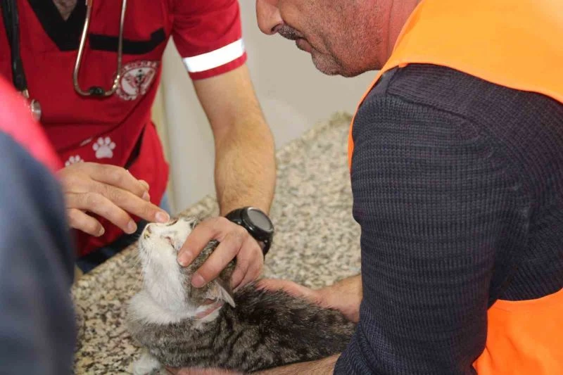 Depremden kurtarılan hayvanlara Tatvan kucak açtı
