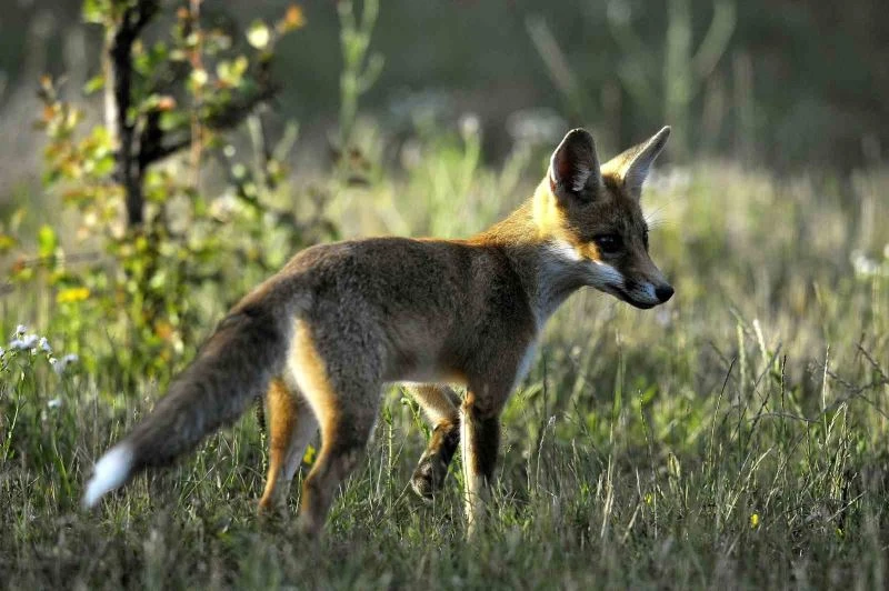 Fransa’da kuş gribi tespit edildi
