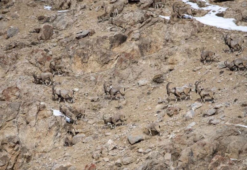 Kara avcılığı geçici süreliğine yasaklanınca yaban keçileri yola kadar indi

