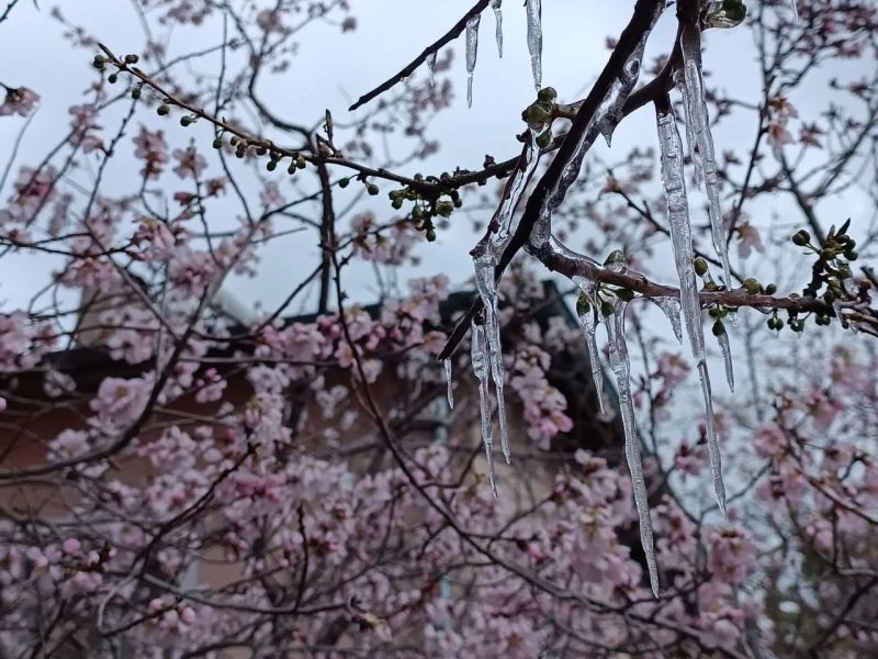 Sivas’ta hayrete düşüren manzara: Çiçek açan ağaçlarda buz sarkıtları oluştu
