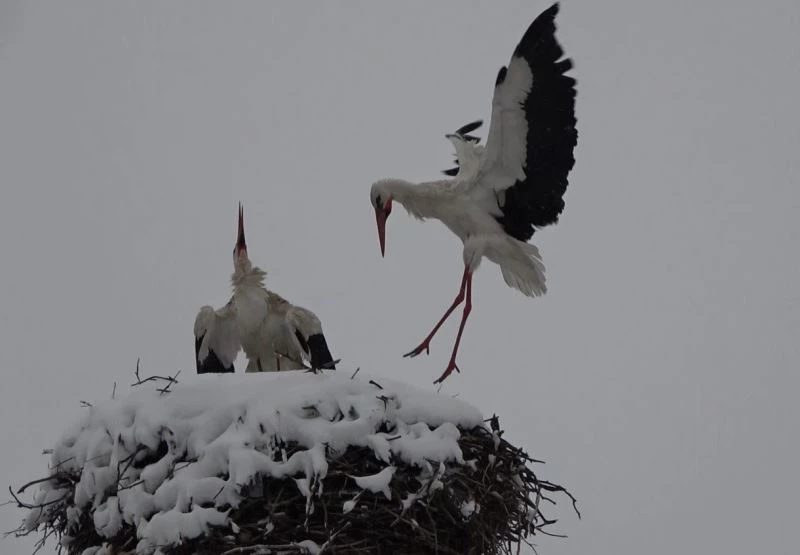 Baharın müjdecisi leylekler yuvalarında kara yakalandı
