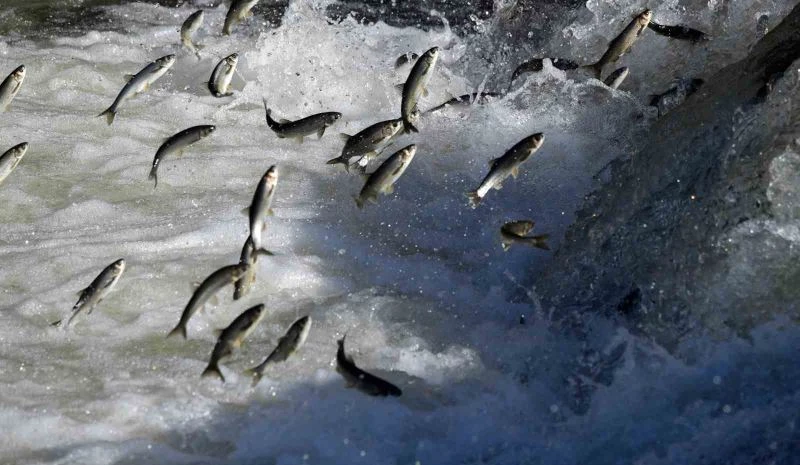 Balıkçılara iç sularda avlanma yasağı uyarısı
