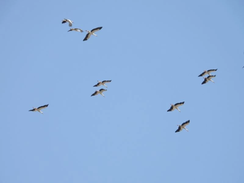 Deprem bölgesinde leyleklerin göçü görüntülere yansıdı
