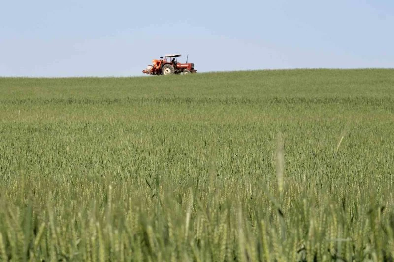 Çukurova’da etkili olan yağışlar verim kaybını azalttı
