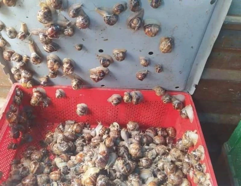 Kaçak salyangoz avcısına ceza
