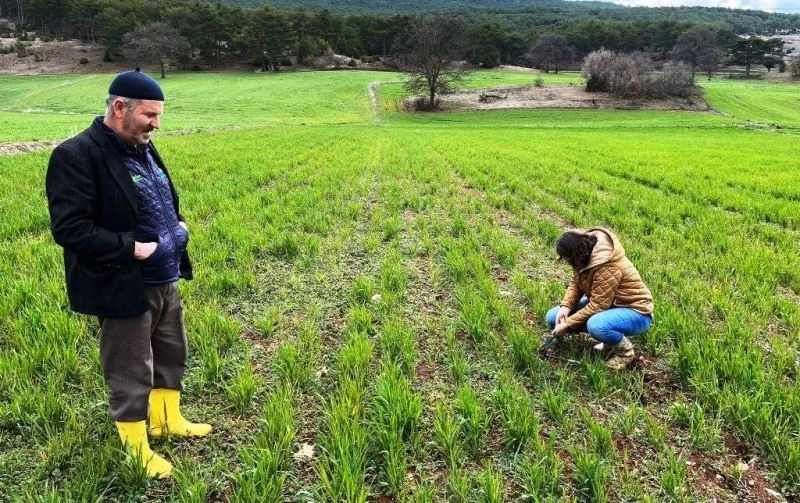 Kütahya’da sertifikalı buğday ve arpa tohumlarının arazide çıkış kontrolleri

