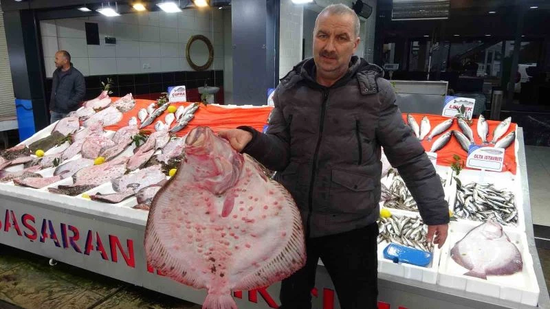 Karadeniz’de kalkan bolluğu: Kilosu 600 liradan satılıyor
