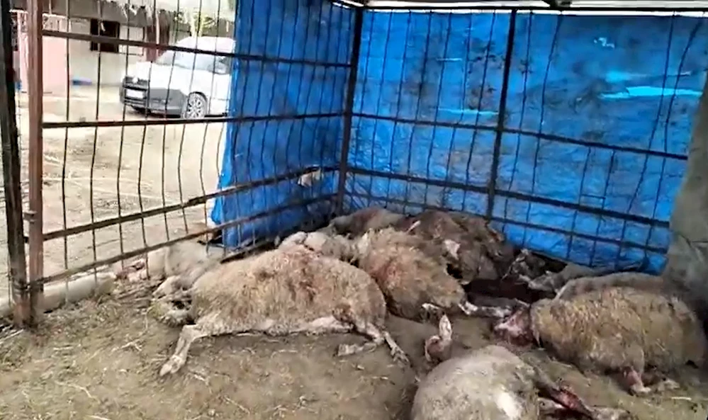 Ahıra girdiğinde şok oldu: 15 koyun telef edilmiş halde bulundu