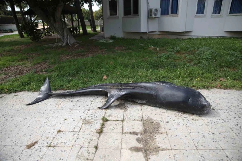 Mersin’de dev yunus balığı ölü olarak karaya vurdu

