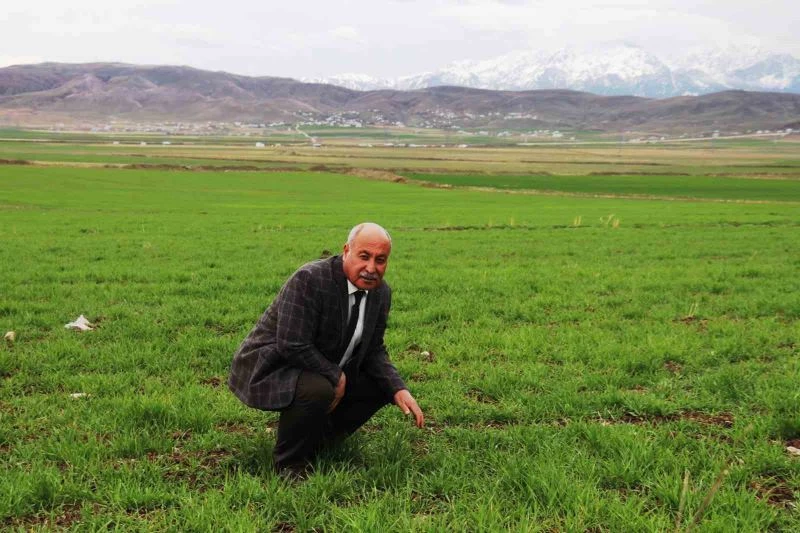 Mart-nisan yağmurları çiftçinin yüzünü güldürdü
