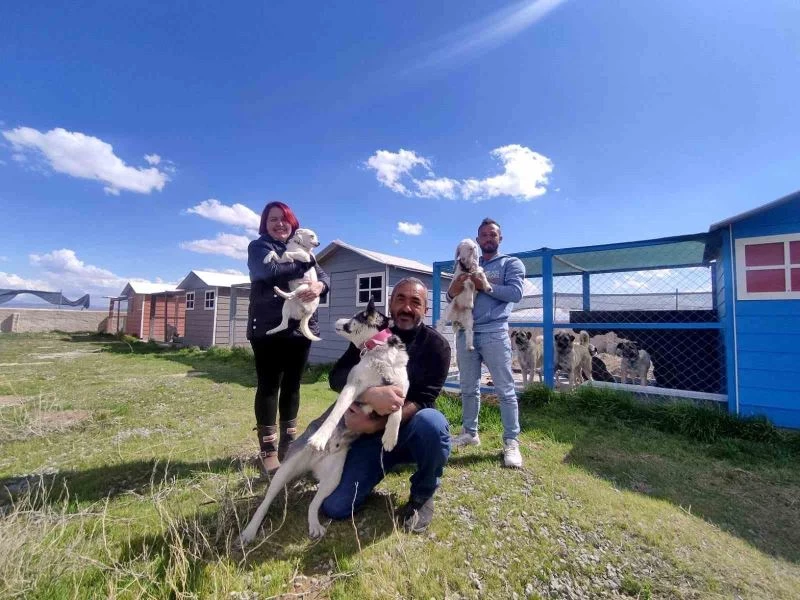 Evinin bahçesini 42 köpekle paylaşıyor
