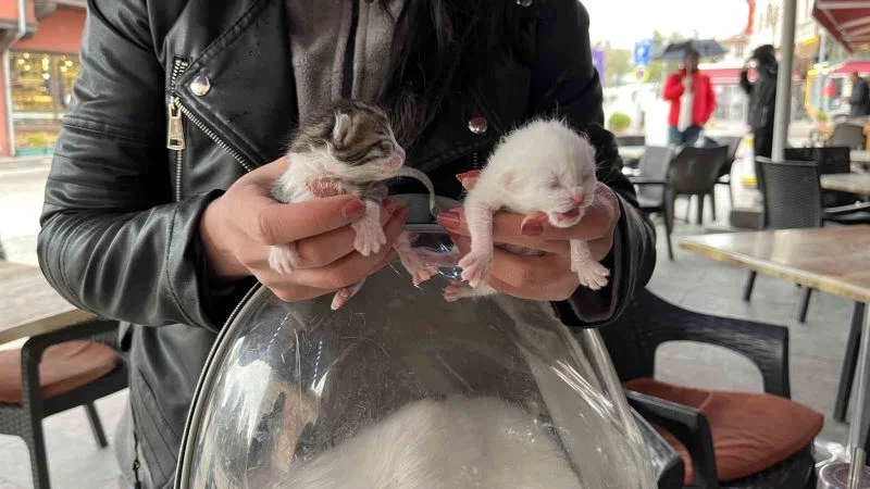  Göbek bağına dolanmış halde doğan kediler klinikteki operasyonun ardından hayata tutundu
