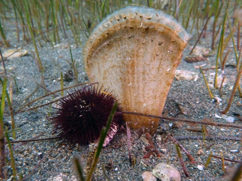 Marmara Denizi için yeni umudun adı: Pina
