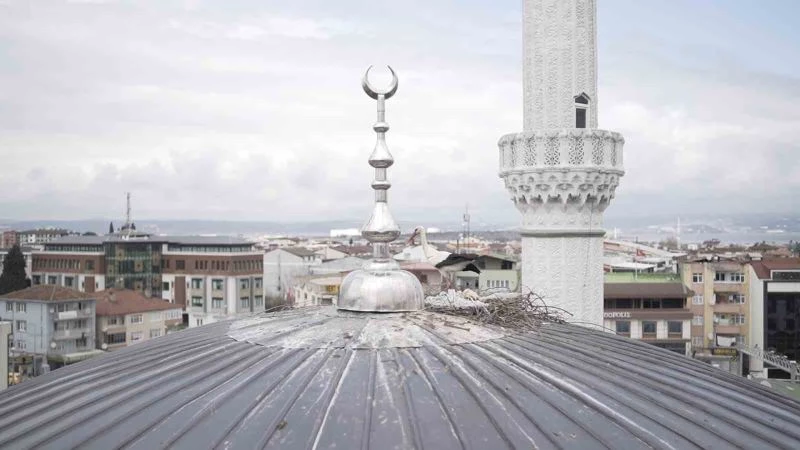 Cami kubbesinde kuluçkaya yatan leyleğe özel yuva
