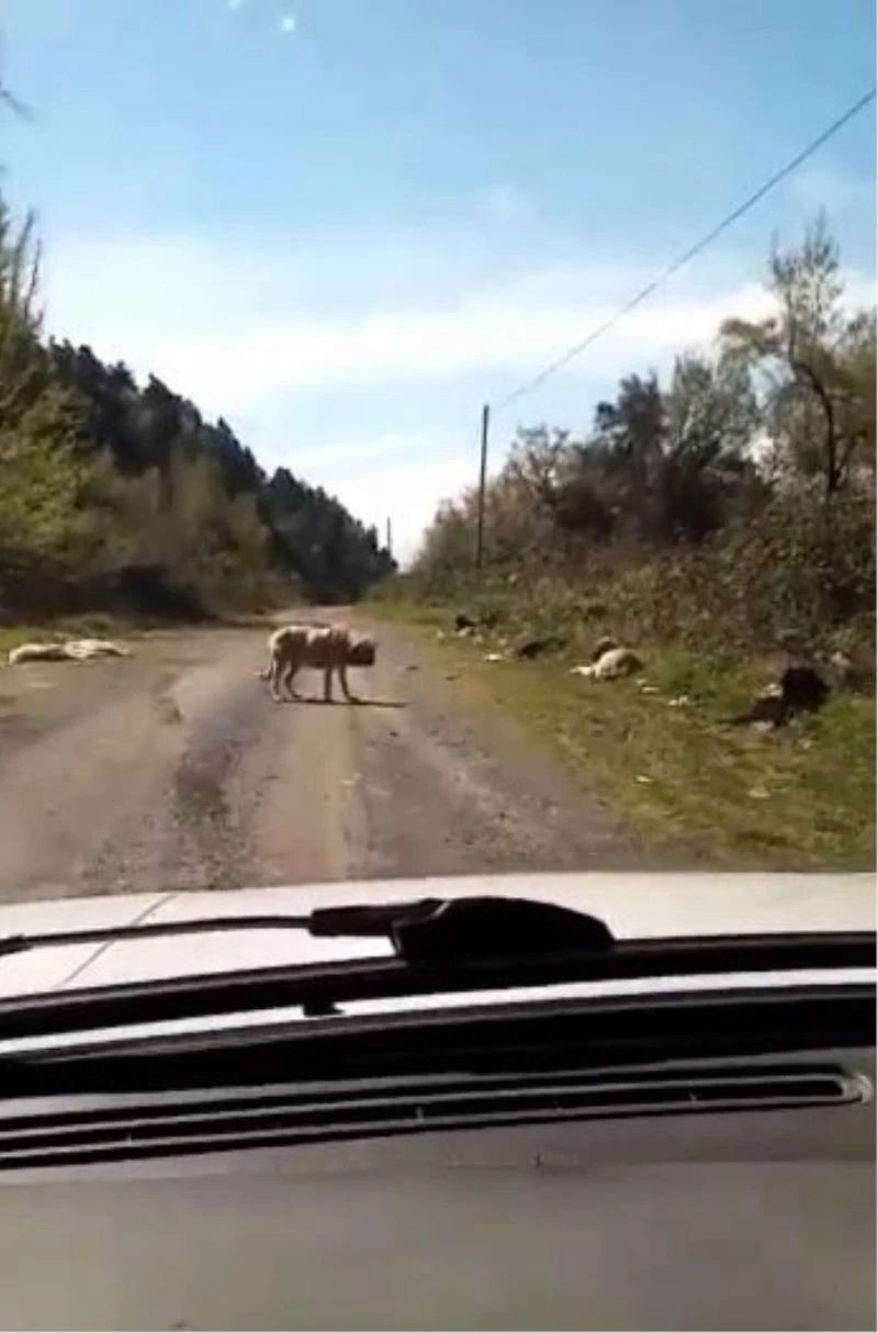 Onlarca köpek boş arazide ölüme terk edildi
