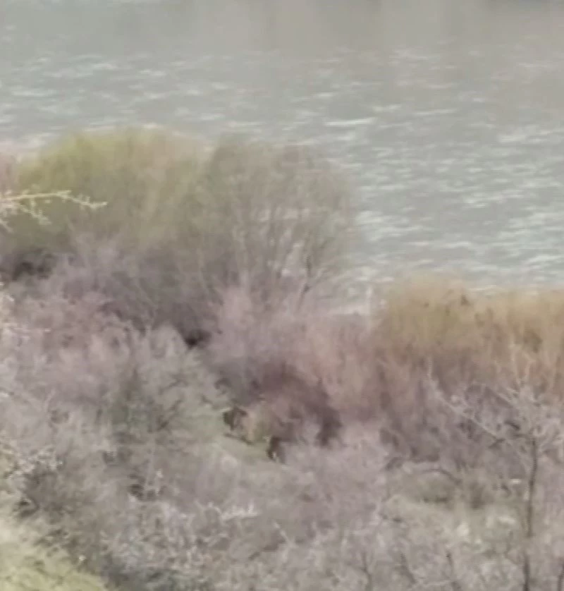 Elazığ’da kış uykusundan uyanan bozayılar kameralara yansıdı
