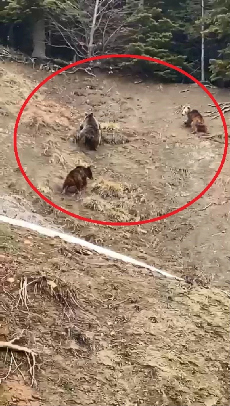 Yol kenarına inen ayılar kamerada
