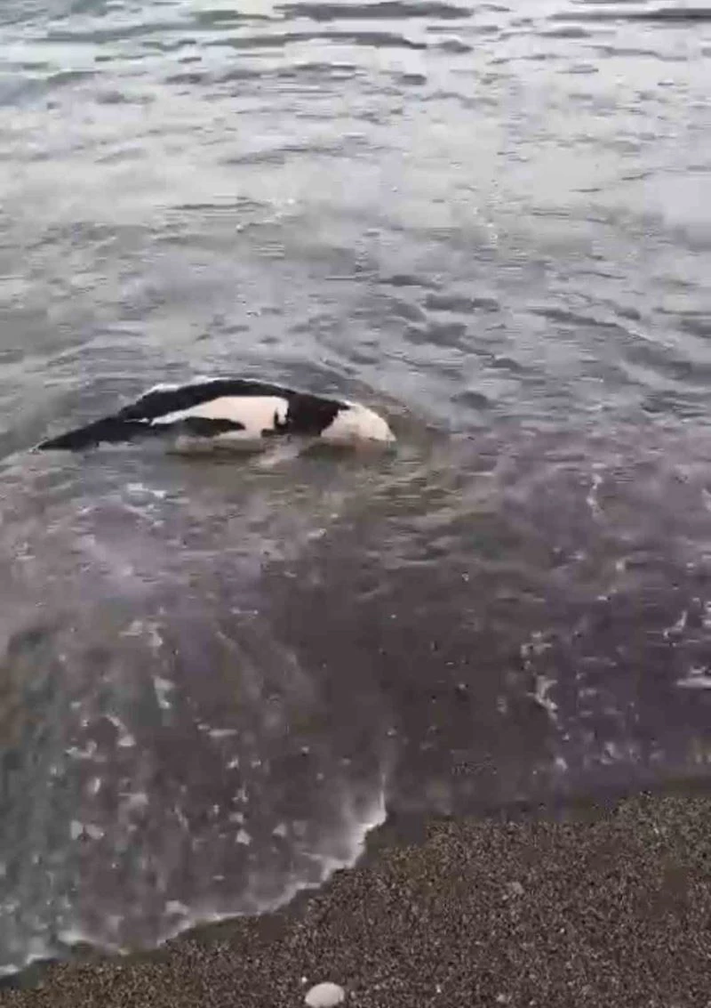 Akçakoca’da ölü yunus balığı karaya vurdu
