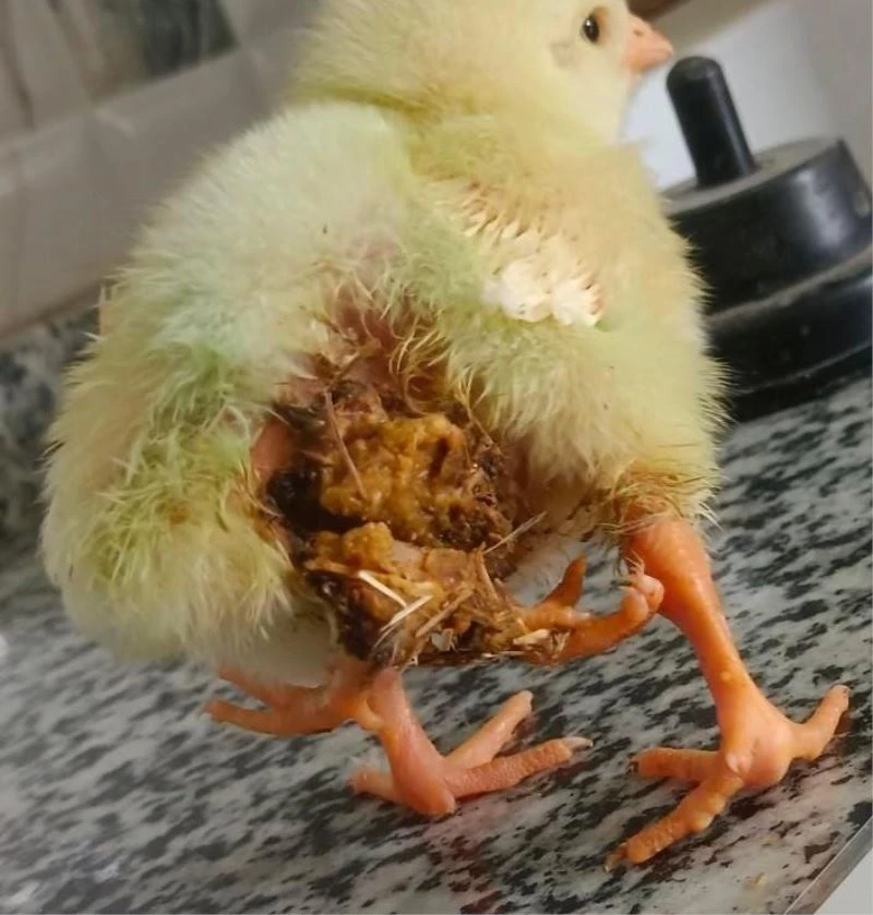 Elazığ’da dört bacaklı civciv dünyaya geldi
