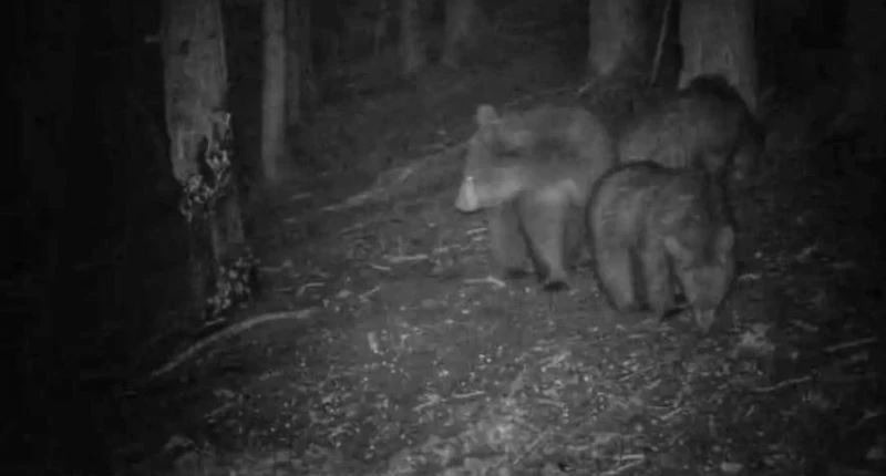 Erdek Kapıdağ ziyaretçilerini ayı korkusu sardı
