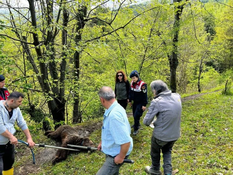 Yaralı ayının imdadına ekipler yetişti
