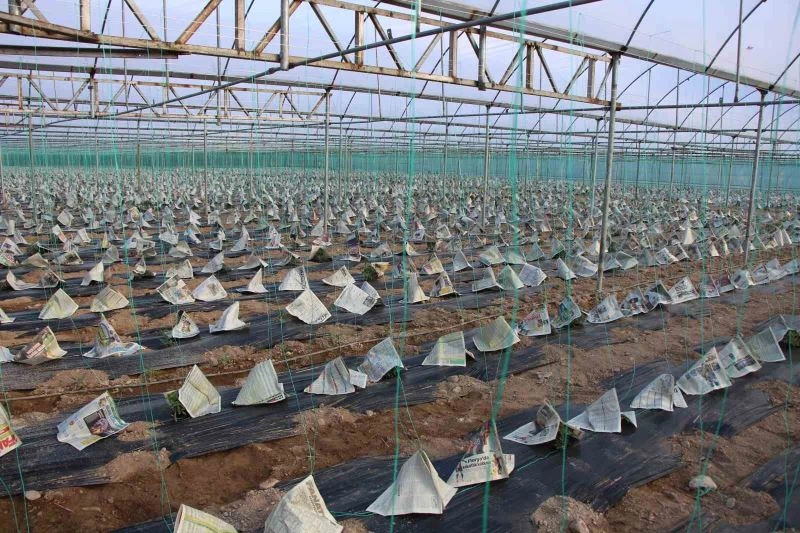 Genç çiftçi domates fidelerini gazete ve sis bombasıyla korudu
