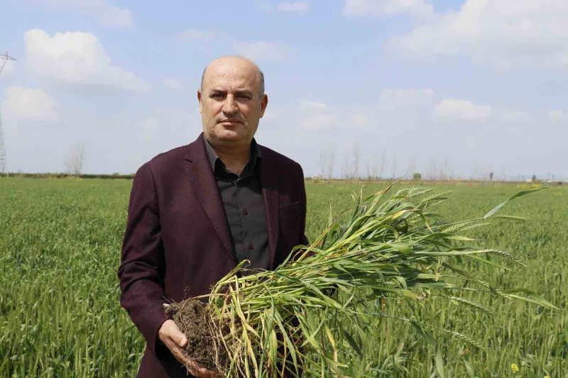 Buğdayda rekolteyi yağacak yağmurlar belirleyecek
