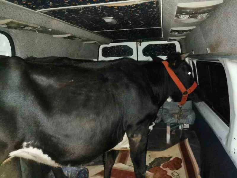 Kaçarken polisi yaralayan hayvan hırsızları yakalandı
