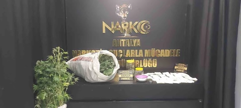 Uyuşturucu yuvası eve baskında 67 kök kenevir ve 7 kilo esrar ele geçirildi
