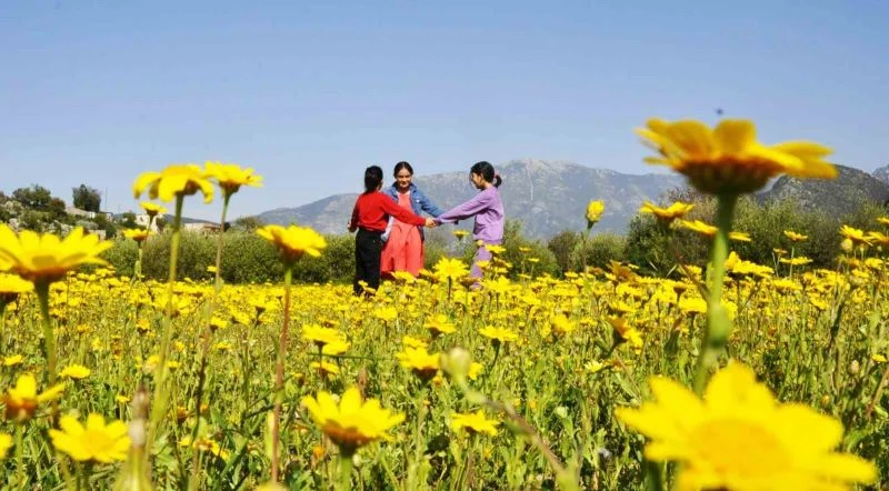 Beyaz ve sarı papatyaları gören kırlara koştu
