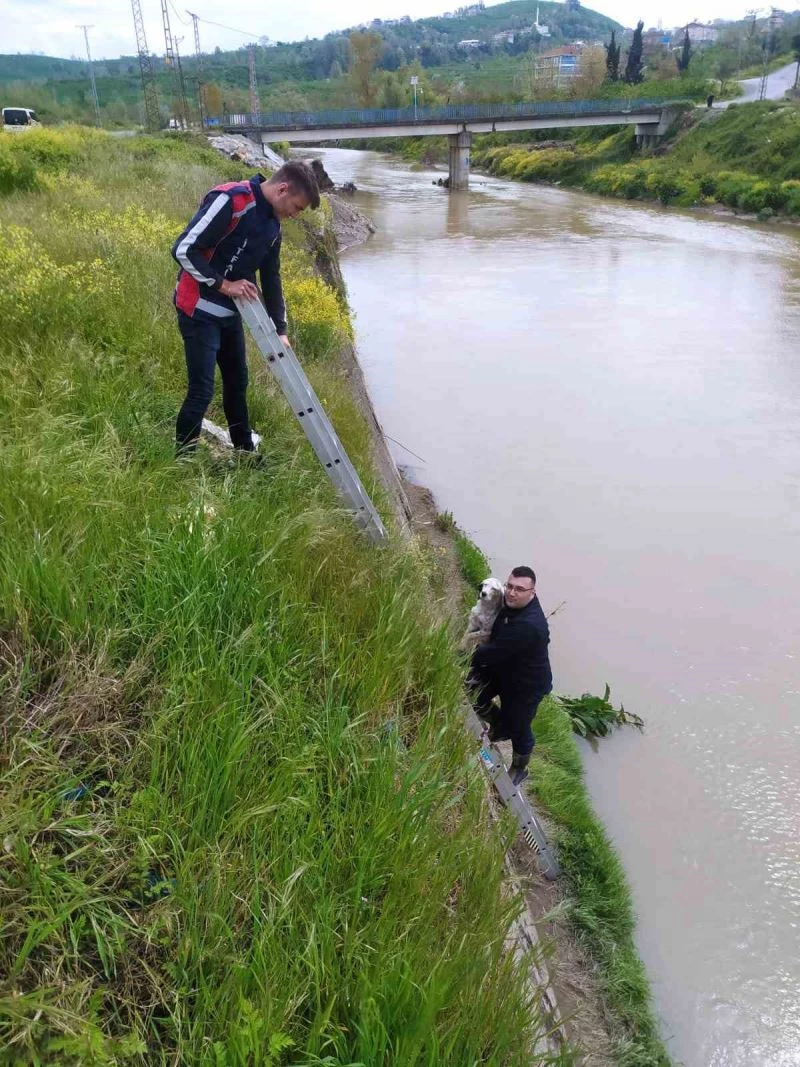 Dere kenarında mahsur kalan köpeği belediye ekipleri kurtardı
