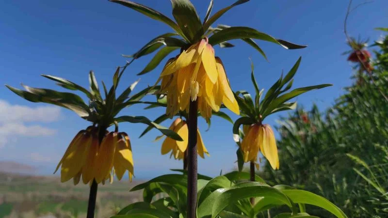 Ters laleler göz kamaştırıyor
