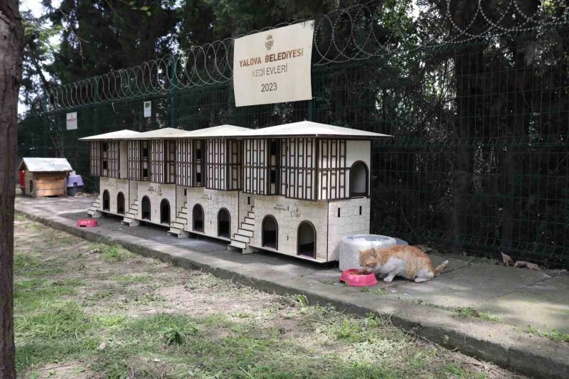 Yalova Belediyesinden Safranbolu konseptli kedi evleri
